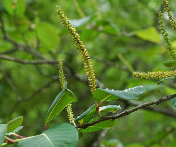  p>大叶柳(学名: i>salix magnifica  /i>hemsl.