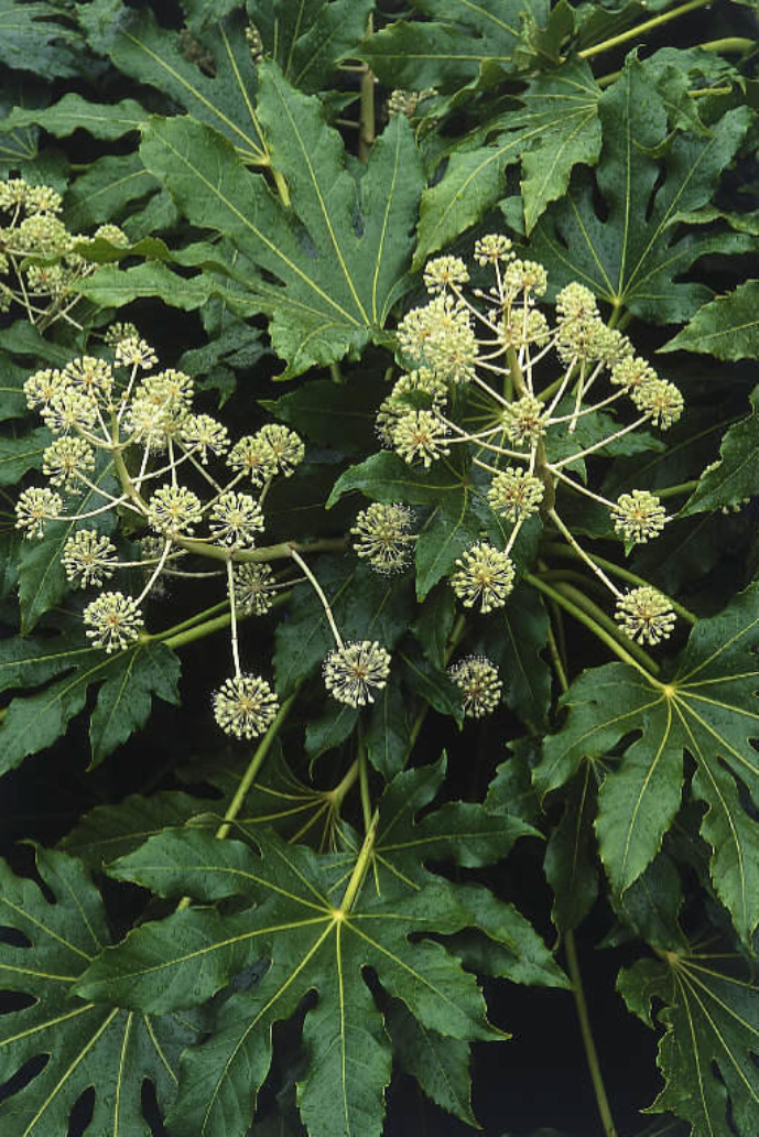  a target="_blank" href="/item/八角金盘属/10213568" data-lemma