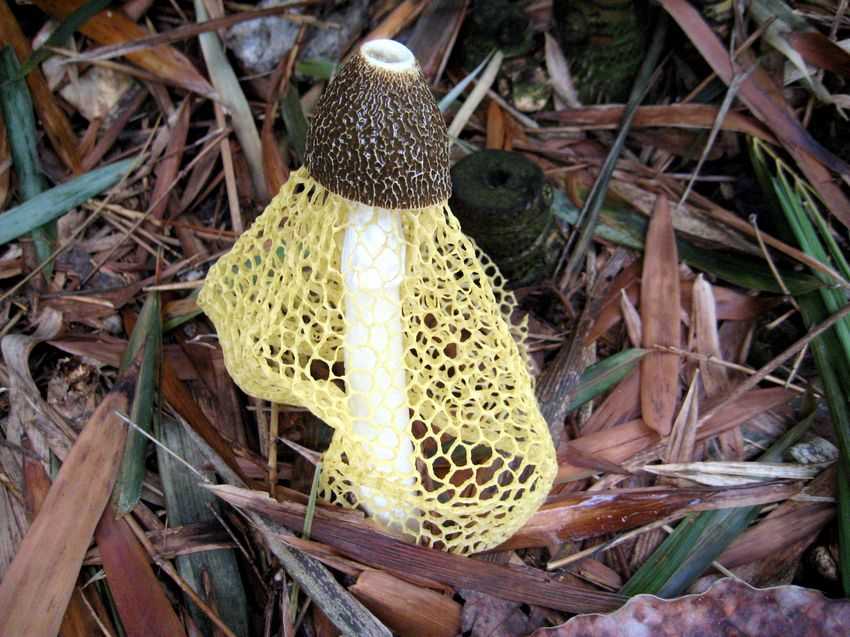  p data-id="gnx50mz2s6">子实体(fruiting body,sporocarp,fruct