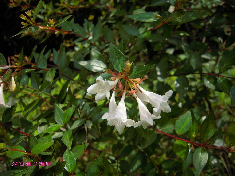 六道木的功效与作用(六道木的功效与作用手串的材质)