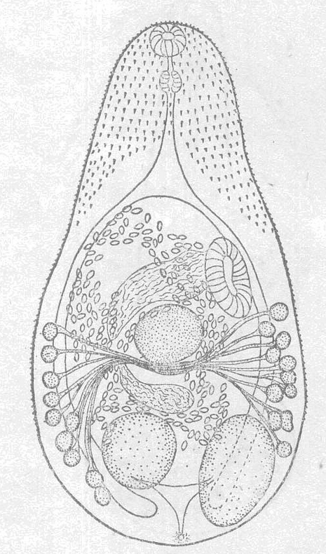  p>横川后殖吸虫,吸虫纲,复殖目,虫体大小为1-2.5×0.4-0.