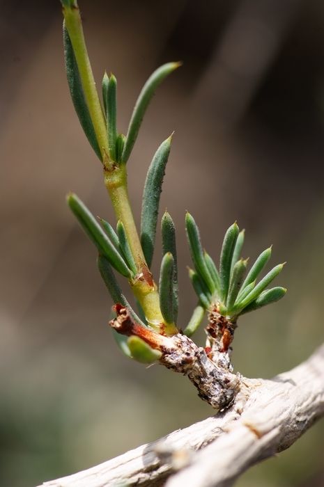 裸果木属亚 a href="#" data-lemmaid="1520017">灌木 /a>状植物,高