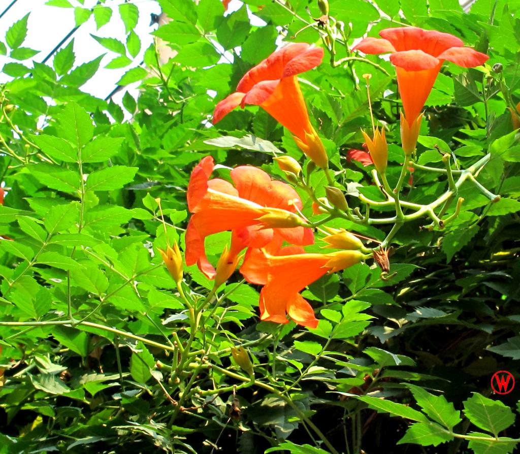  p>待霄花在傍晚时开花,并释放一个晚上的 a target="_blank" href="