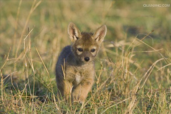  p>黑背胡狼(学名: i>canis mesomelas /i>):个头较小,长相似狗,行动