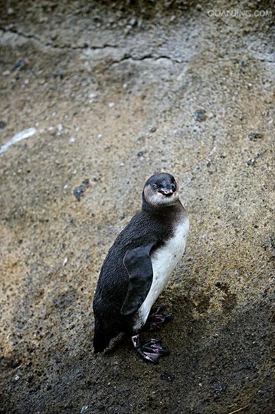 加拉帕戈斯企鹅