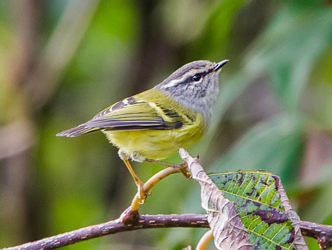  p>灰喉柳莺(学名: i>phylloscopus maculipennis /i>):体长8-10厘米