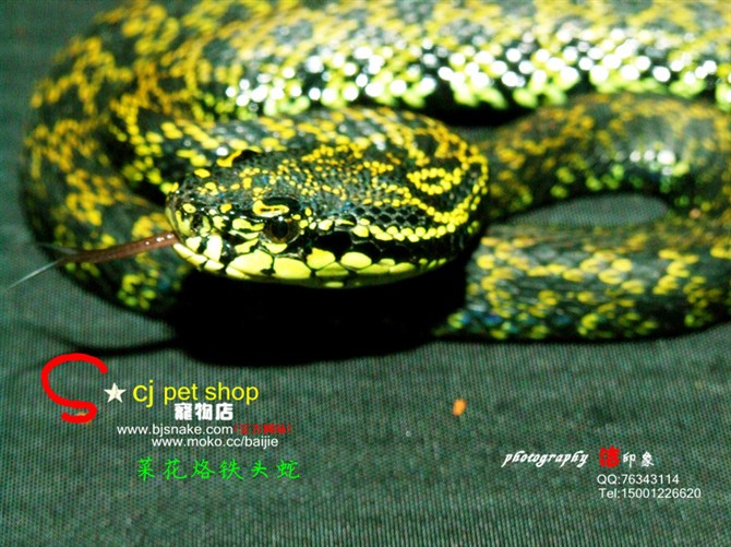 为蝰科原矛头蝮属的爬行动物,俗名烙铁头,笋壳班等,老鼠蛇和恶乌子等