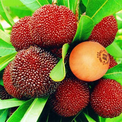 编辑播报杨梅特点仙居杨梅是浙江省台州市著名特产之一.