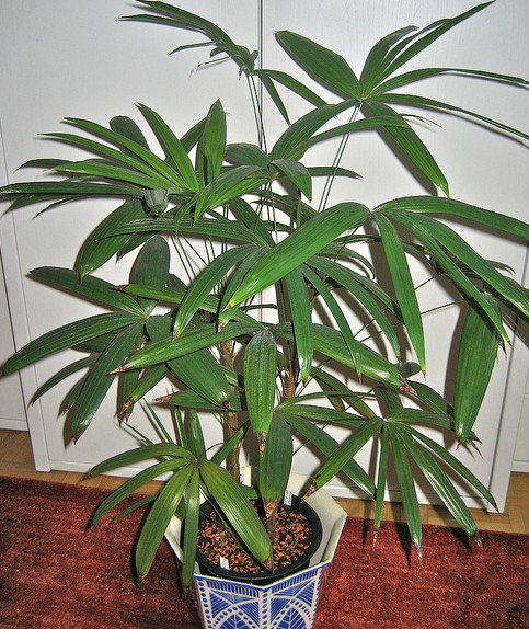  p>矮棕竹(学名: i>rhapis humilis /i>  bl.