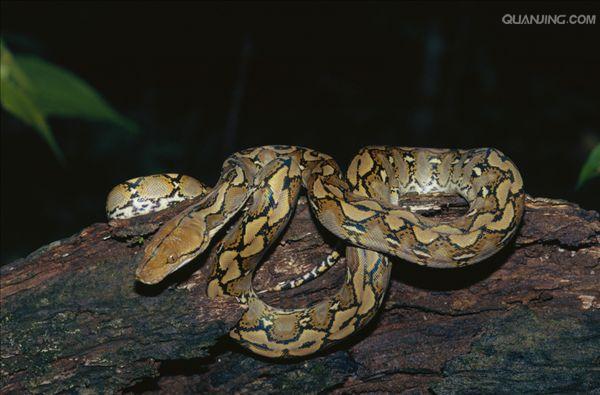 蟒/11274632" data-lemmaid="11274632">霸王蟒 /a>,网蟒,是蛇亚目,蛇