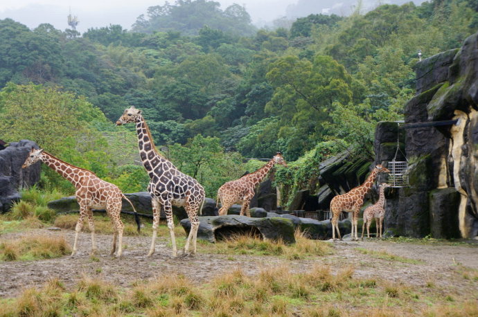  p> b>台北动物园 /b>(taipei zoo)又名木栅动物园,台北市立动物园)