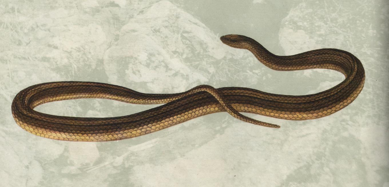  p>黑线乌梢蛇, a href="#">游蛇科 /a> a href="#">乌梢蛇属 /a>物种