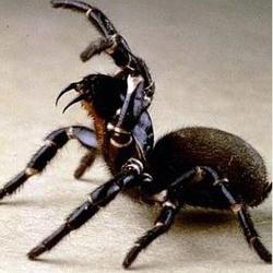  p>红斑蛛,也称黑寡妇蛛,属于球腹蛛科,及狼蛛科中的 a href="#" data