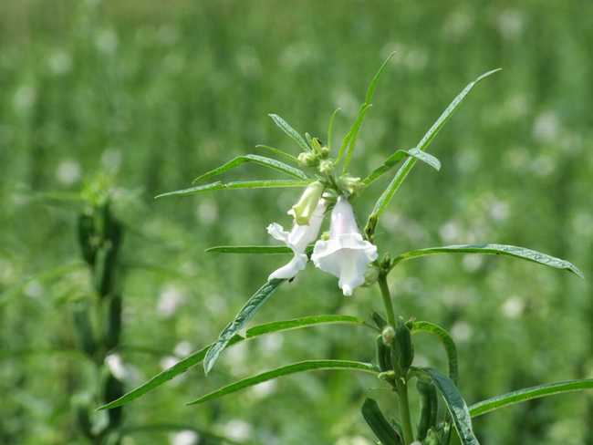  p>黑芝麻( i>semen sesami nigrum /i>)是胡麻科胡麻属植物.