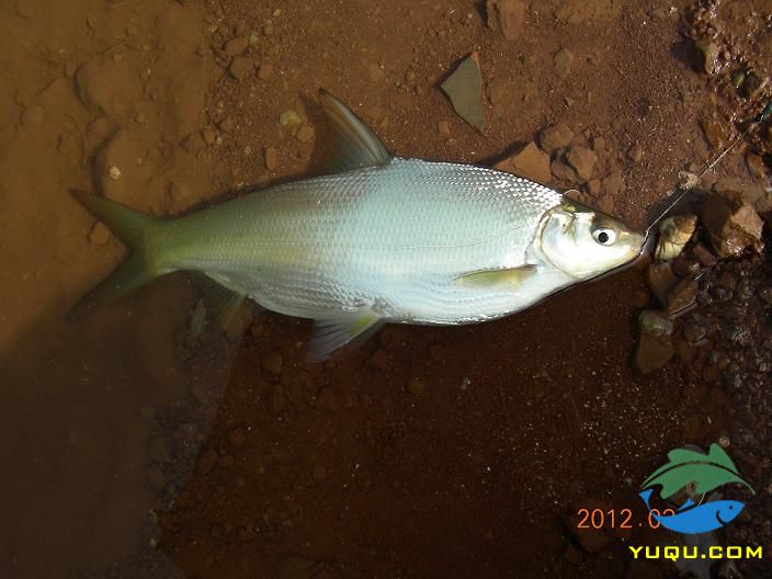  p>黄尾鲴(学名:xenocypris davidi)为鲤科鲴属的鱼类,俗名黄尾,黄片