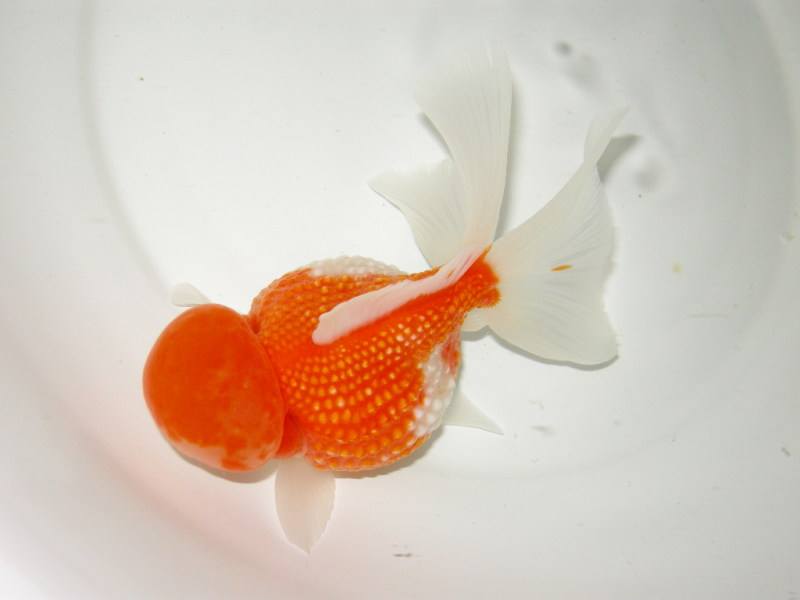 红皇冠珍珠金鱼