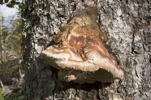polyporus varius pers. : fr.