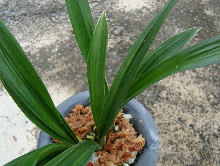  p data-id="gnwonnsnm8">达摩兰顾名思义即是一种兰花,是艺兰族中之