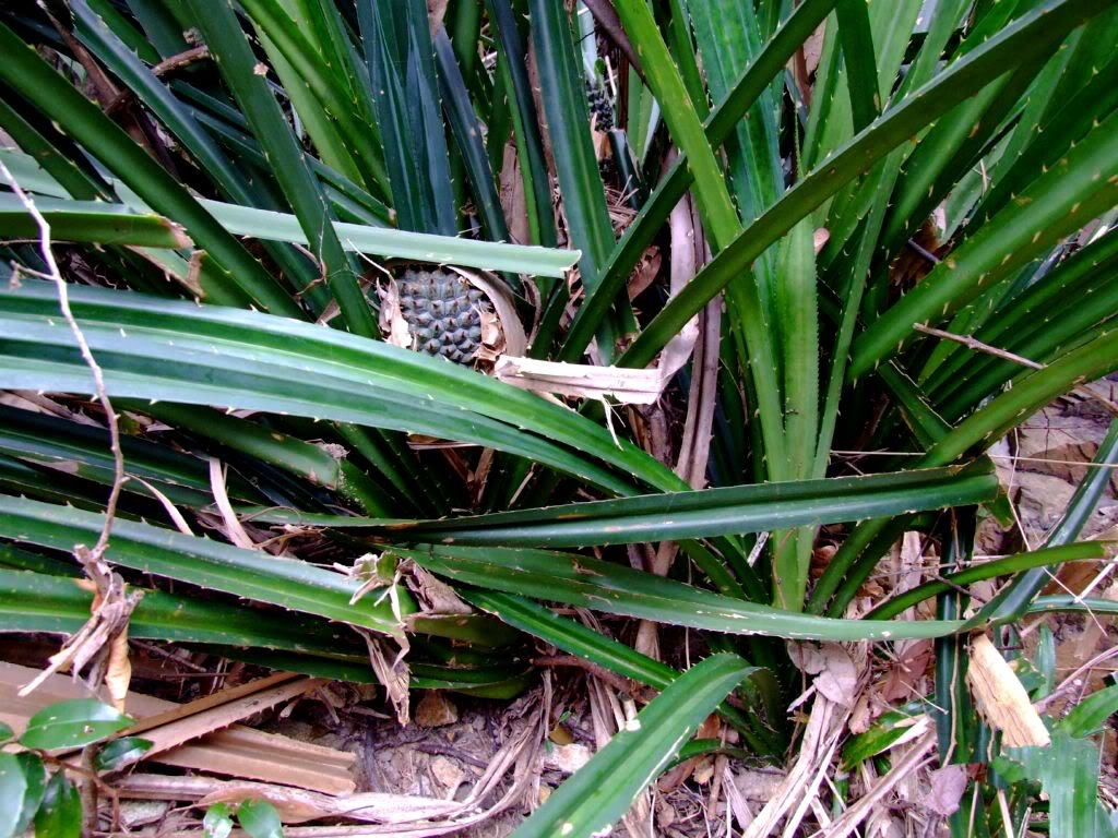  p>露兜草(学名: i>pandanus austrosinensis /i> t. l.