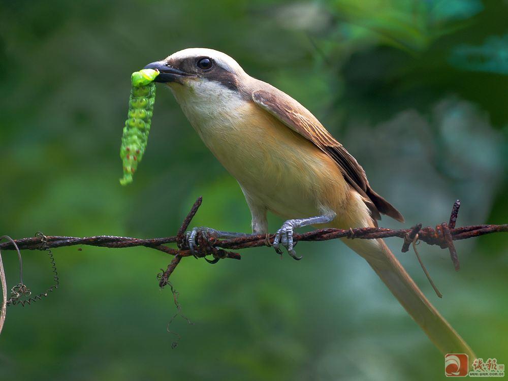  p>屠夫鸟,又称 a href="#" data-lemmaid="3287963">伯劳鸟 /a>,头较