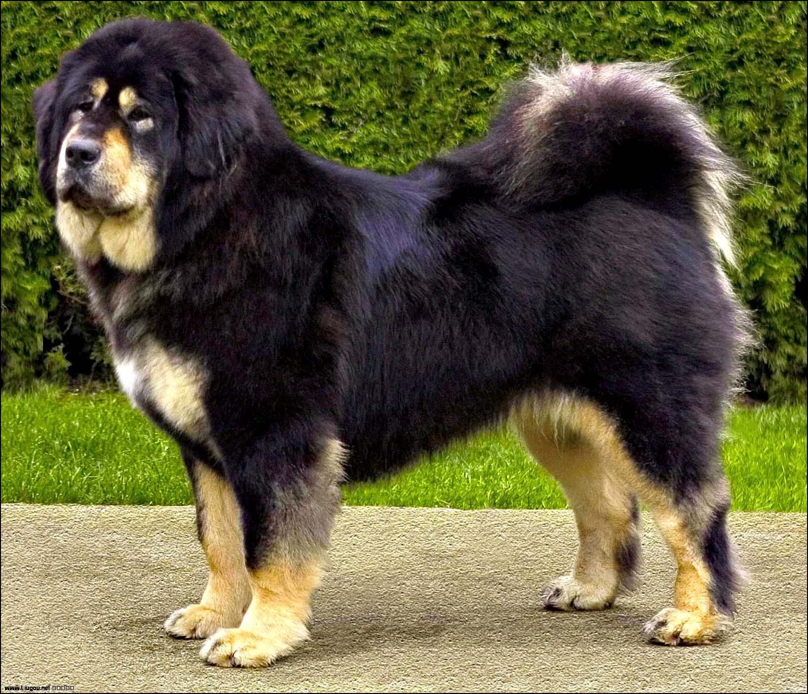  p>原生藏獒又称原生獒,一般泛指直接从青海,甘肃等牧区直接下来的