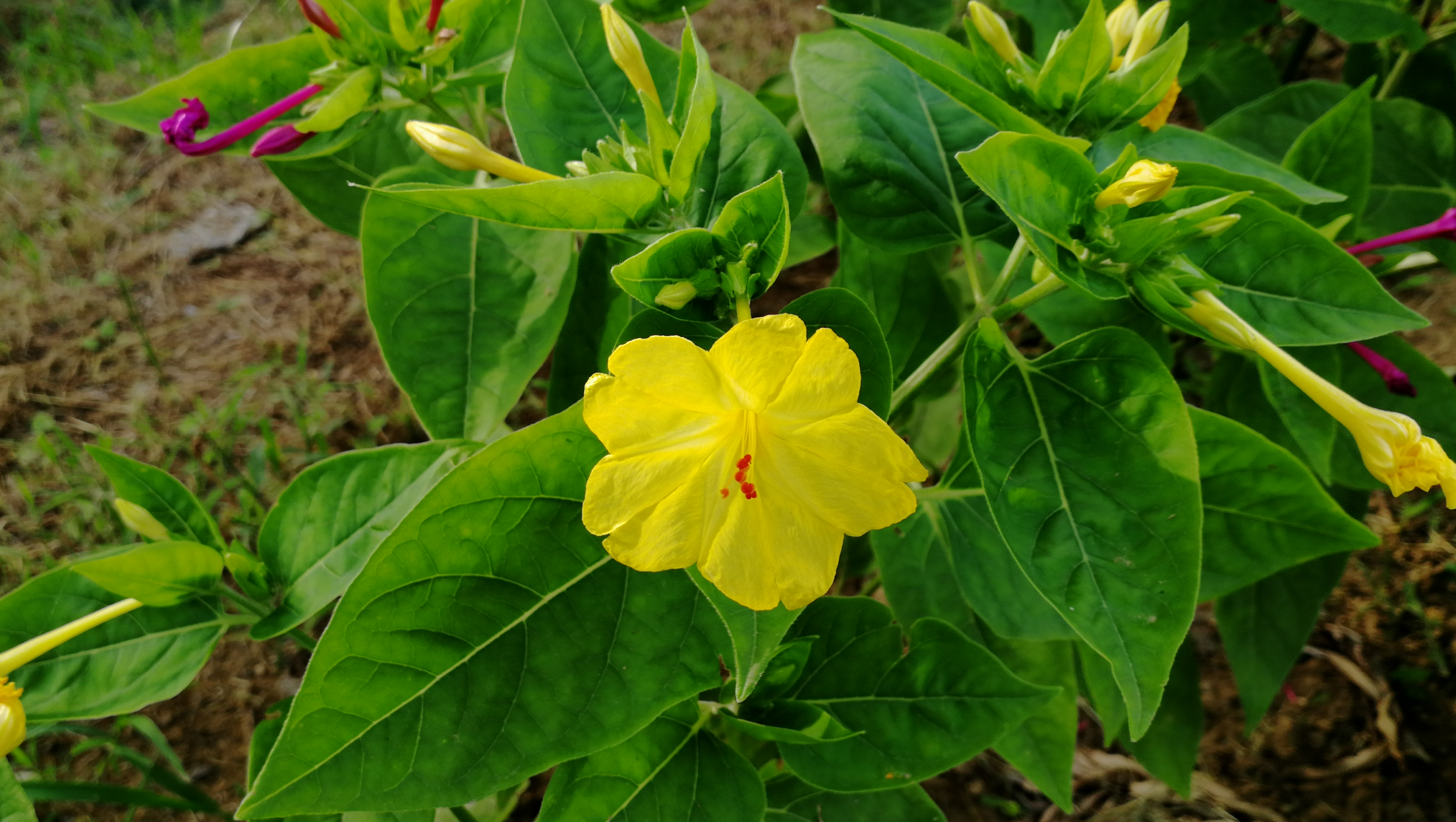  p>花卉,是具有观赏价值的草本植物,是用来描绘欣赏的植物的统称,喜阳