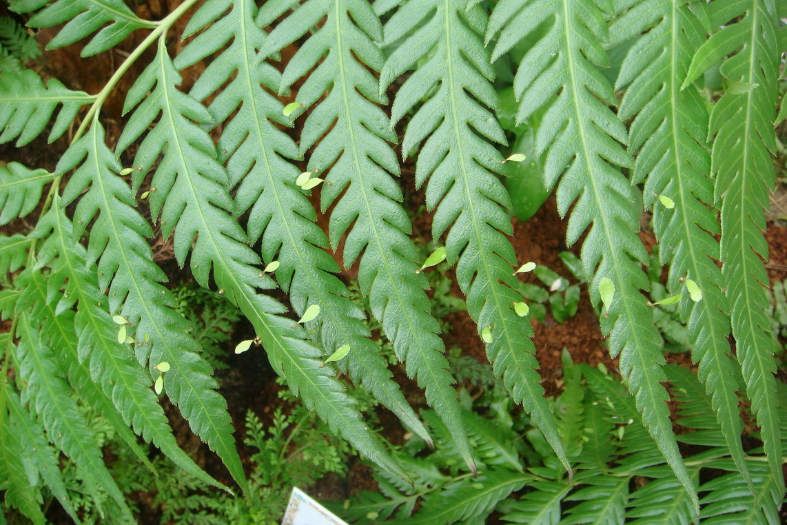  p>珠芽狗脊(学名: i>woodwardia prolifera /i> hook. et arn.