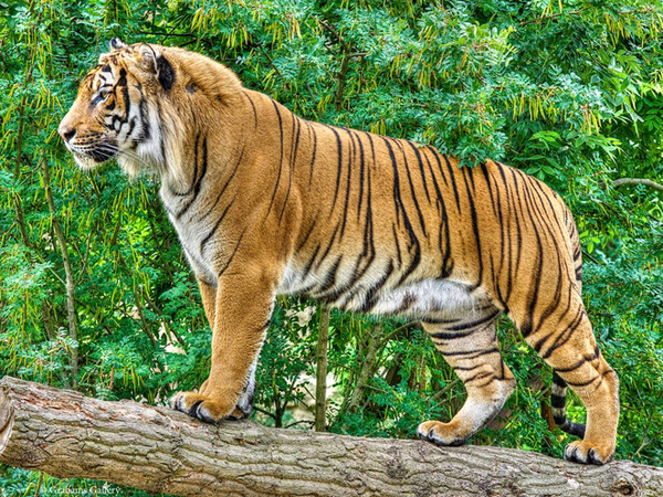  p>国兽( b>national animals /b>):与 a href="#" data-lemmaid="