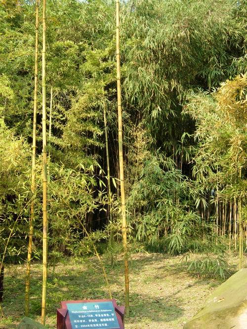 黄山库-金竹_百度百科
