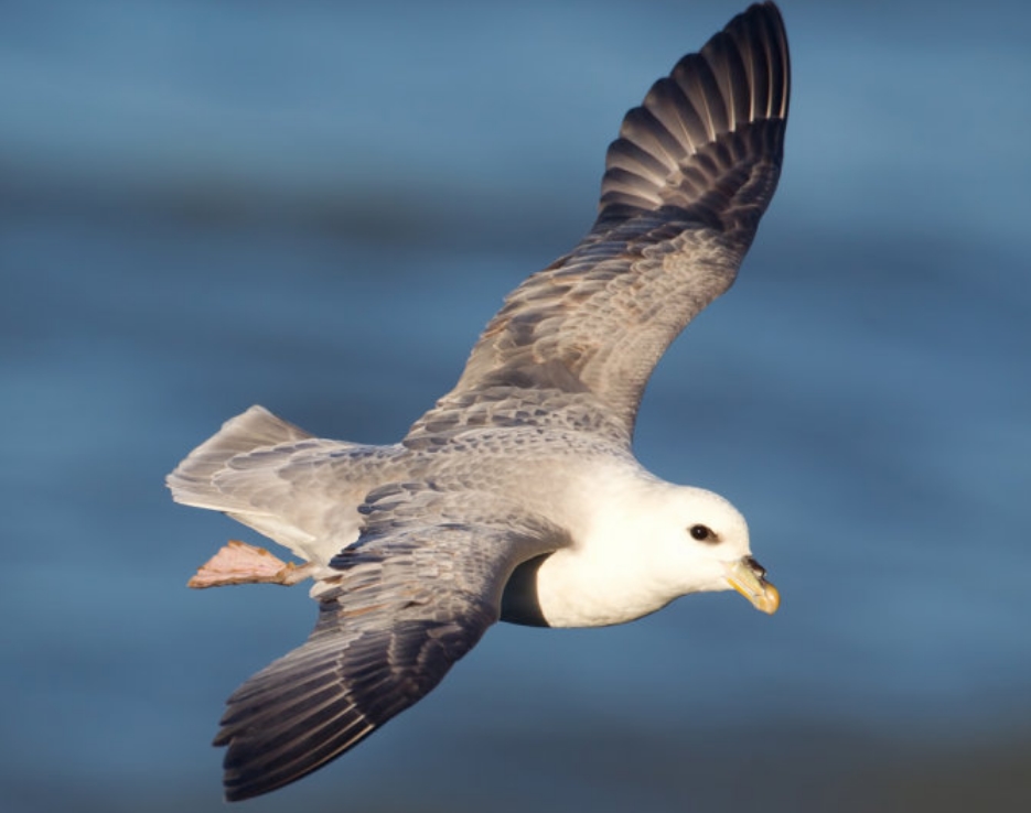  p>暴风鹱(学名: i>fulmarus glacialis /i>):为鹱形目鹱科下的一种