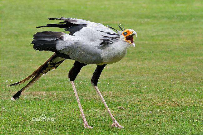  p>蛇鹫[shé, jiù],学名: i>sagittarius serpentarius  /i>(j. f.