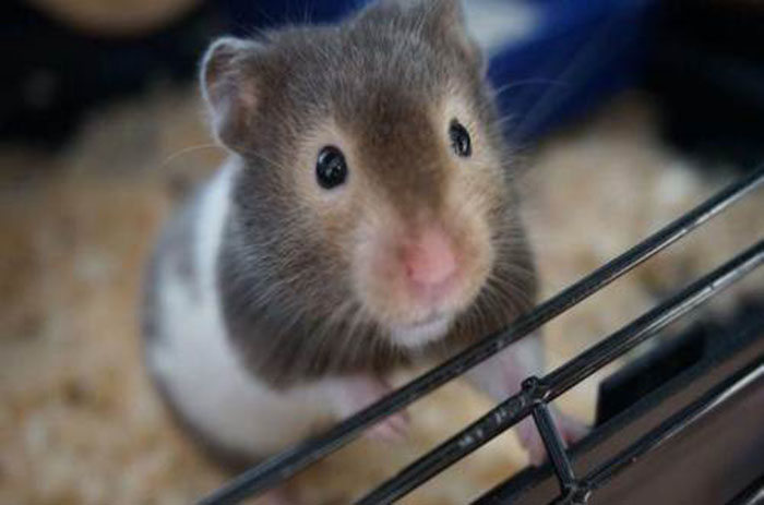 data-lemmaid="3687097">叙利亚仓鼠 /a>(金丝熊)中的黑色品种,原产于