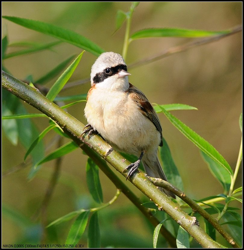  p>攀雀(学名:remiz pendulinus)为攀雀科攀雀属的鸟类,俗名洋红儿.