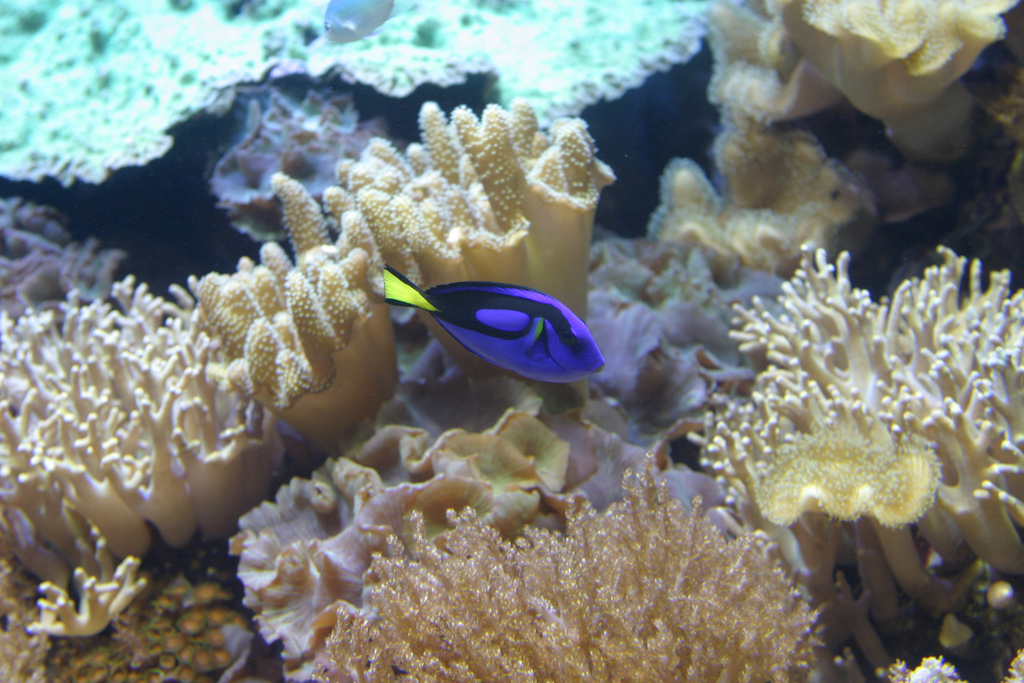  p>黄尾副刺尾鱼(学名: i>paracanthurus hepatus /i>)体侧扁,口小.