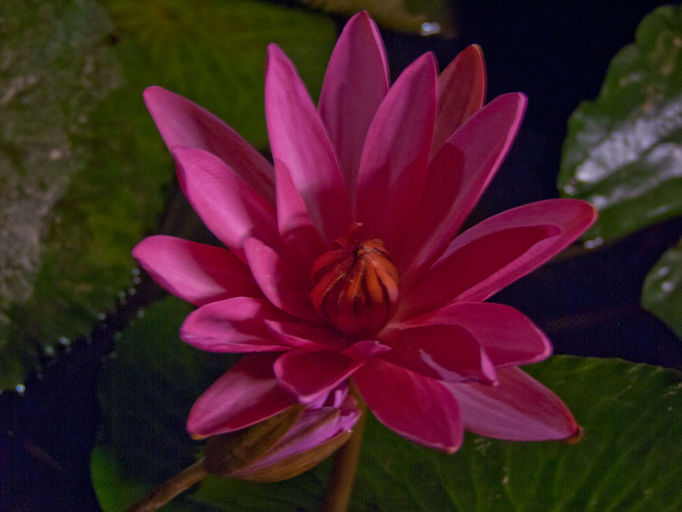  p>印度红睡莲(学名: i>nymphaea rubra /i> roxb.
