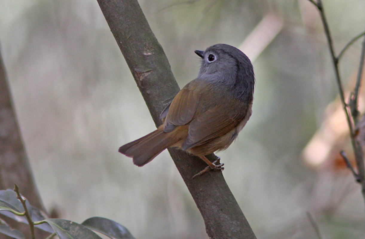  p>短尾鸦雀(学名: i>neosuthora davidiana /i>)是莺科,鸦雀属小型