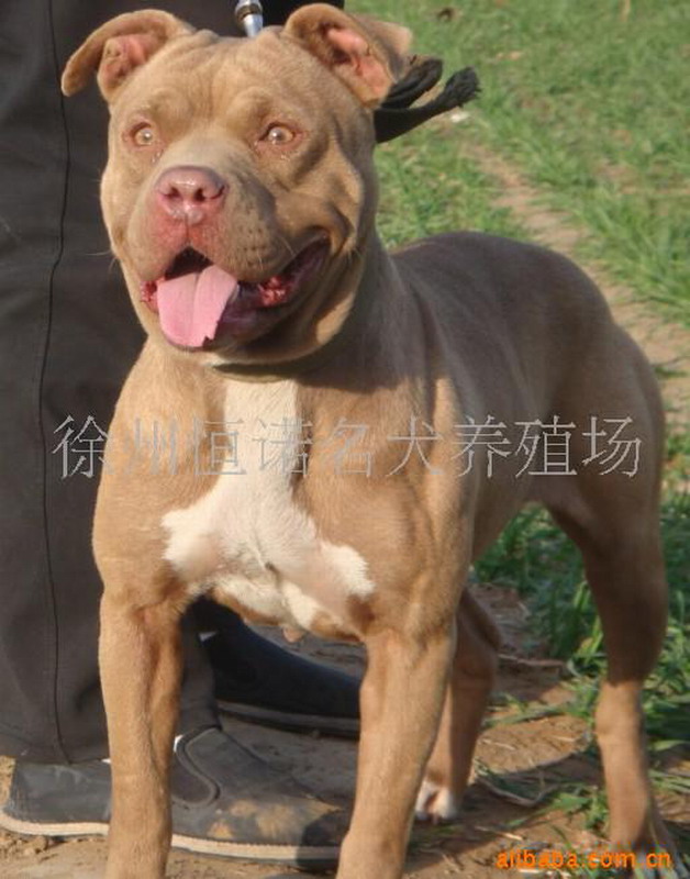 班道戈犬来自撒克逊方言的"banda"- "链条,用链条拴",1960年,美国人用