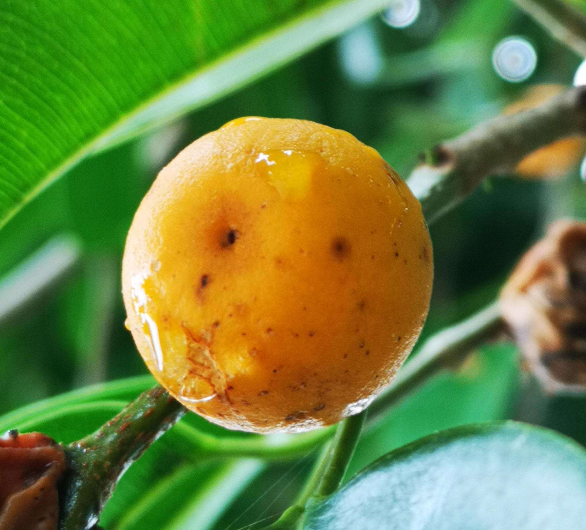 ficus benjamina linn.