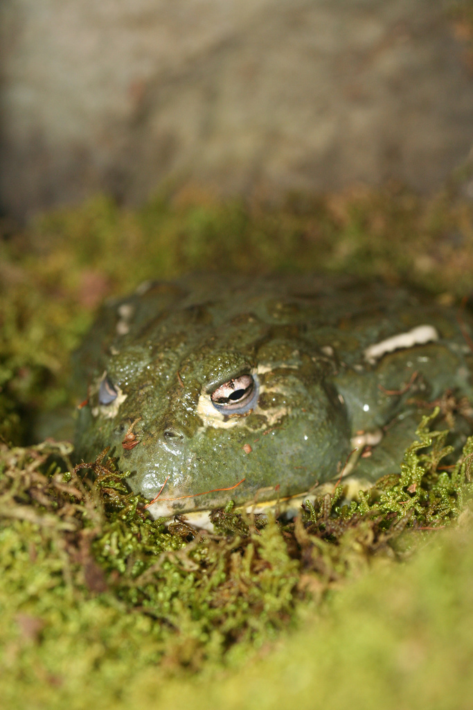  p>非洲牛箱头蛙, i>pyxicephalus adspersus /i>,简称非洲牛蛙,体型