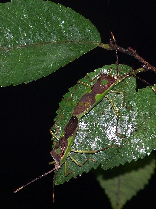  p>半翅目,缘蝽科.寄主于龙眼,荔枝等.