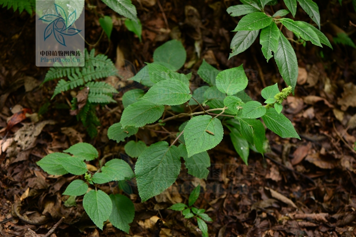  p>簇序草是唇形科植物中的一个种,多年生草本,株高约30-40cm,主要