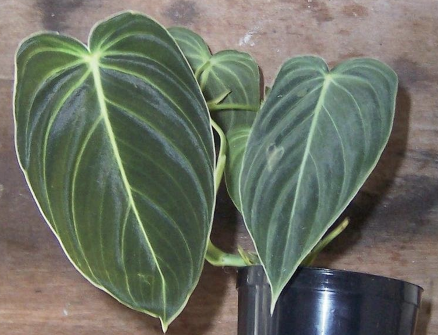 金叶喜林芋