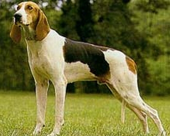 三色犬