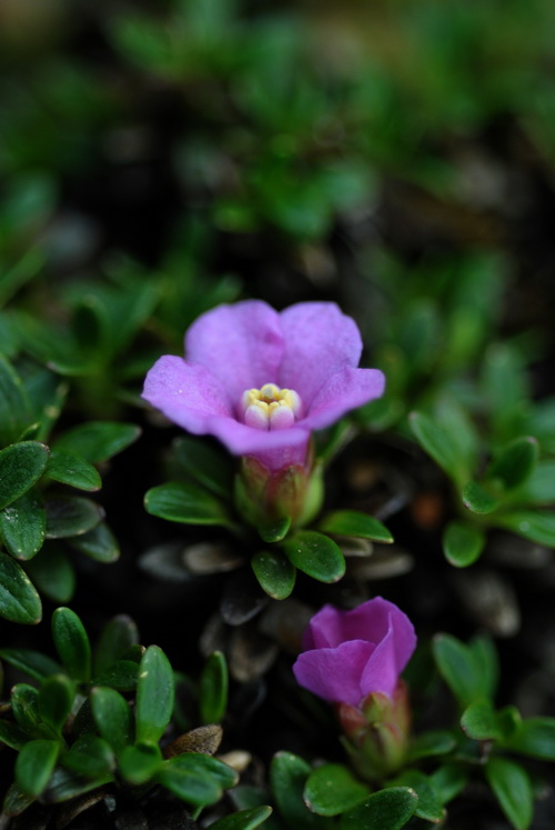  p>红花岩梅(学名:diapensia purpurea diels )是岩梅科岩梅属的一种