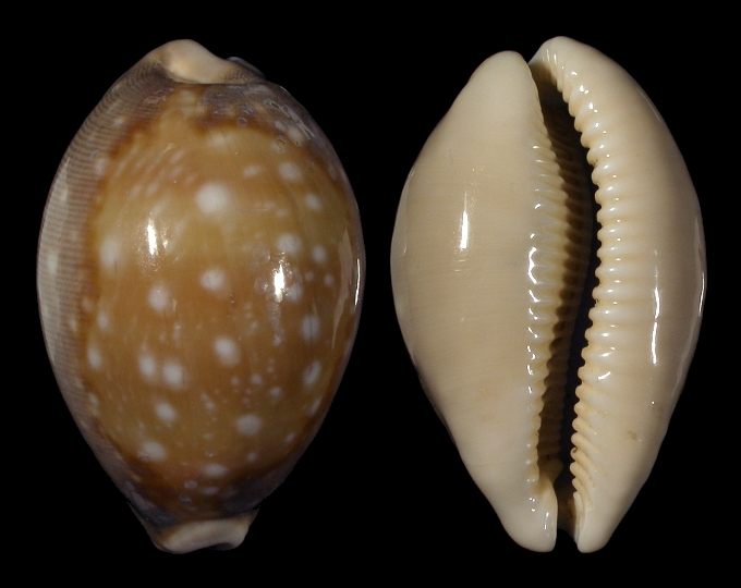  p>白星宝螺(学名:lyncina vitellus vitellus)是腹足纲宝螺科的 a