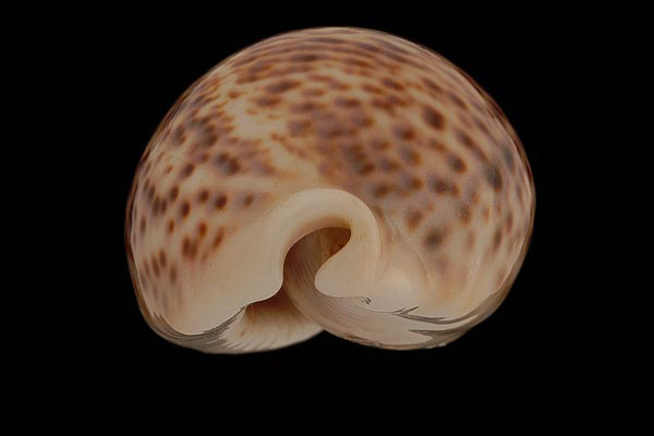  p>花豹宝螺(学名:cypraea pantherina )是腹足纲宝螺科的软体动物.