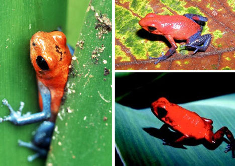 p>草莓箭毒蛙( i>oophaga pumilio /i>),又名草莓毒刺蛙,箭毒蛙科