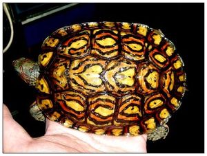  p>哥斯达黎加木纹龟,体长 a target="_blank"