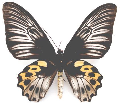  p>黄缘海滨裳凤蝶(学名:troides hypolitus antiopa)是凤蝶科裳凤蝶