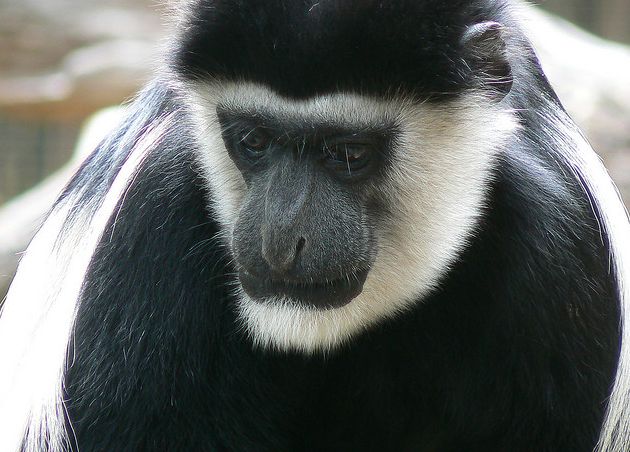  p>西非黑白疣猴(学名: i>colobus polykomos /i>):又名髯猴, a